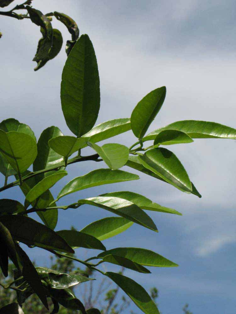                 Sun leaves (Winter Haven,   FL)   